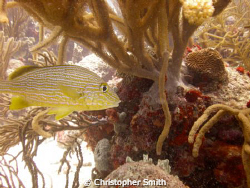 Snapper by Christopher Smith 